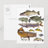 alle jachtvissen briefkaart (Voorkant / Achterkant)
