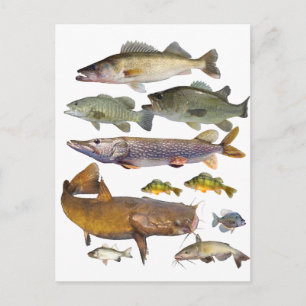 alle jachtvissen briefkaart