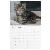 Alle Kittens Schattig Dier 2027 Kalender (Feb 2027)