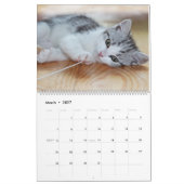 Alle Kittens Schattig Dier 2027 Kalender (Mar 2027)