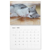 Alle Kittens Schattige 2025 Wandkalender Cadeaukat Kalender (Mar 2026)