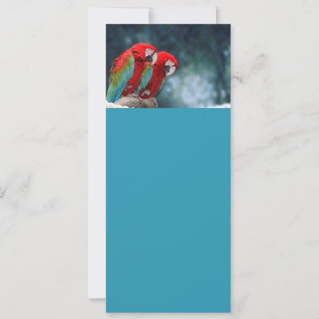 Alle Occasion Colorful Parrots (Voorkant)