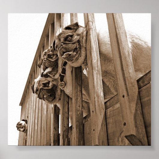 ALLE PUGS OP DECK canvas Poster (Voorkant)