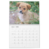 Alle Puppies 2025 Puppy Hondenwandkalender Kalender (Mar 2026)