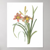 alledaags (Hemerocallis fulva) door Redouté Poster (Voorkant)