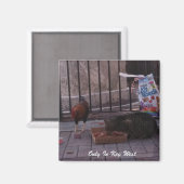 "Alleen in het sleutelwesten" — Kat- en roostermag Magneet (Voorkant / Achterkant)