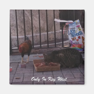 "Alleen in het sleutelwesten" — Kat- en roostermag Magneet