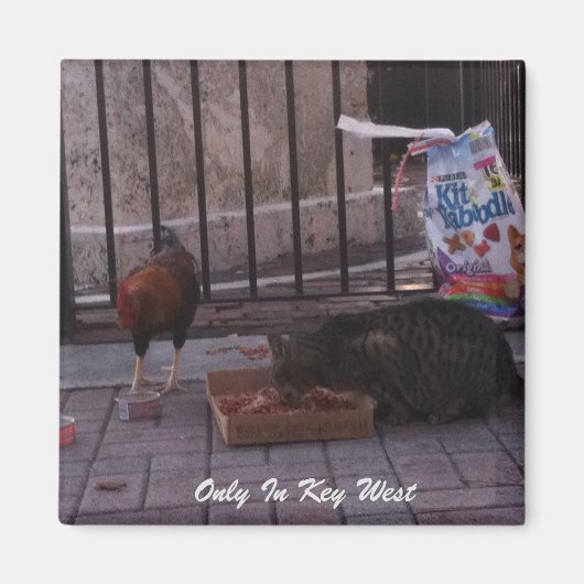 "Alleen in het sleutelwesten" — Kat- en roostermag Magneet (Voorkant)