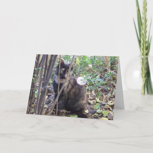 Alleen katten en katjes - blanco kaart (Voorkant)