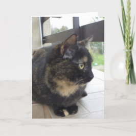 Alleen katten en katjes - lege kaart