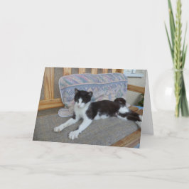 Alleen katten en katjes - lege kaart