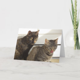 Alleen katten en katjes - lege kaart