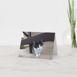 Alleen katten en katjes - lege kaart