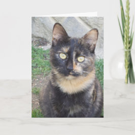Alleen katten en katjes - lege kaart