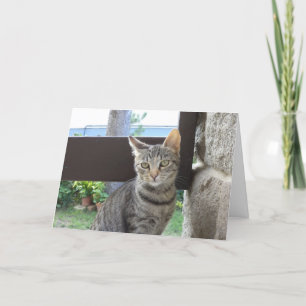 Alleen katten en katjes - lege kaart