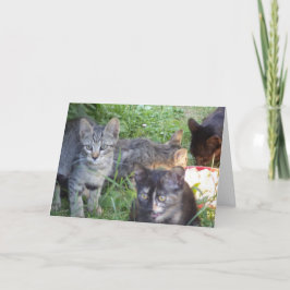 Alleen katten en katjes - lege kaart