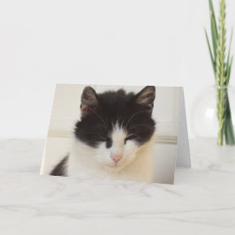 Alleen katten en katjes - lege kaart