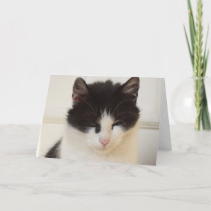 Alleen katten en katjes - lege kaart