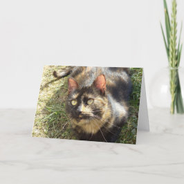 Alleen katten en katjes - lege kaart