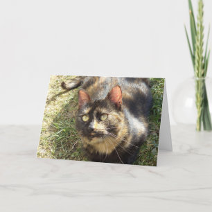 Alleen katten en katjes - lege kaart