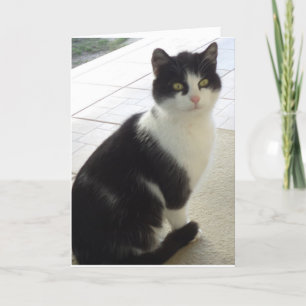 Alleen katten en katjes - lege kaart