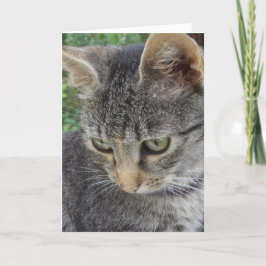 Alleen katten en katjes - lege kaart