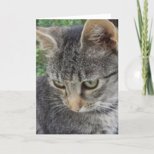 Alleen katten en katjes - lege kaart