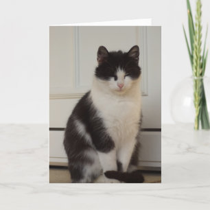 Alleen katten en katjes - lege kaart