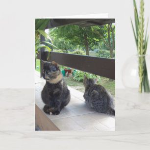 Alleen katten en katjes - lege kaart