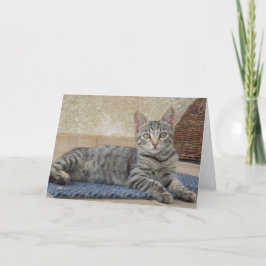 Alleen katten en katjes - lege kaart
