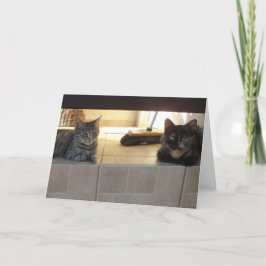 Alleen katten en katjes - lege kaart