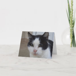 Alleen katten en katjes - lege kaart