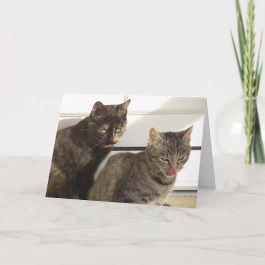 Alleen katten en kittens - blanco kaart (Voorkant)