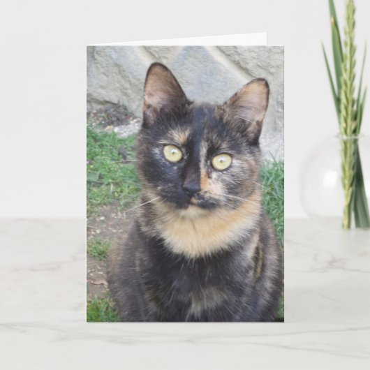 Alleen katten en kittens - blanco kaart (Voorkant)