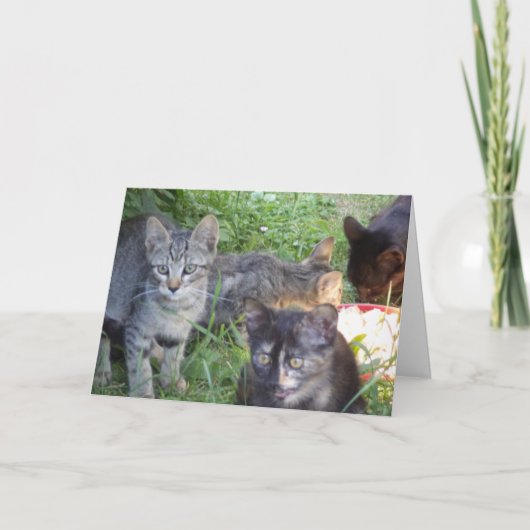 Alleen katten en kittens - blanco kaart (Voorkant)