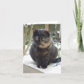 Alleen katten en kittens - blanco kaart (Voorkant)