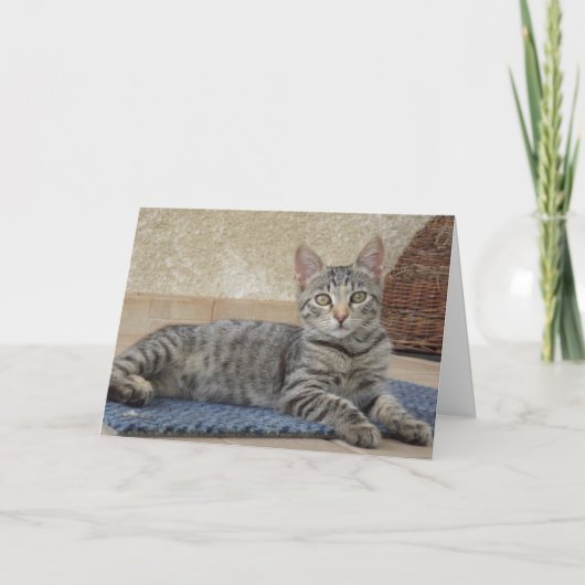 Alleen katten en kittens - blanco kaart (Voorkant)