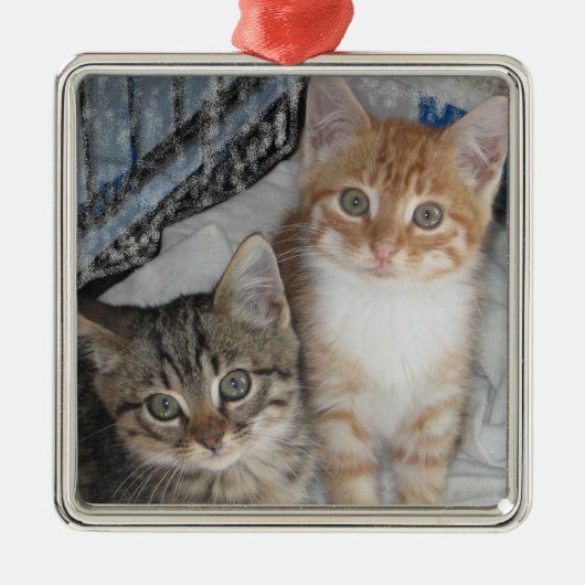 Alleen Kittens Metalen Ornament (Voorkant)