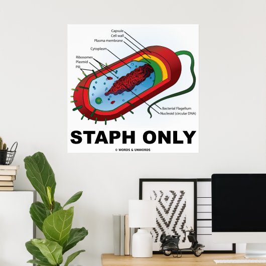 Alleen Staph (Bacteria Prokaryote) Poster (Thuiskantoor)