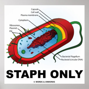 Alleen Staph (Bacteria Prokaryote) Poster