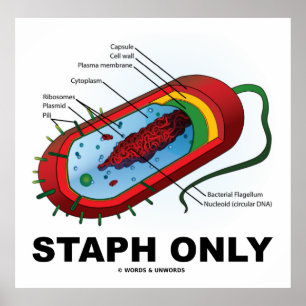 Alleen Staph (Bacterium Diagram Prokaryote Bacteri Poster