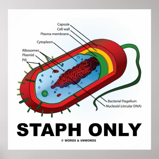 Alleen Staph (Bacterium Diagram Prokaryote Bacteri Poster (Voorkant)
