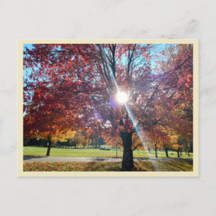 Allegany Autumn Briefkaart