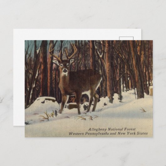  Allegheny National Forest, Pennsylvania Briefkaart (Voorkant / Achterkant)