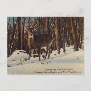 Allegheny National Forest, Pennsylvania Briefkaart