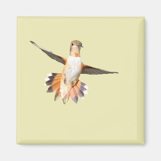 Allen Hummingbird in Flight Magnet (Voorkant)