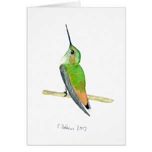 Allen's Hummingbird
