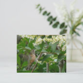 Allen's Hummingbird Briefkaart (Staand voorkant)