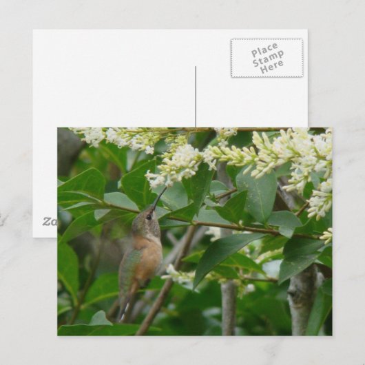 Allen's Hummingbird Briefkaart (Voorkant / Achterkant)