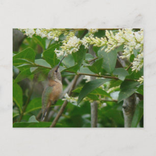 Allen's Hummingbird Briefkaart
